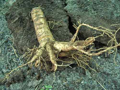 معرفی گیاهان - جینسنگ آمریکایی